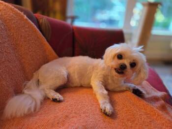 Lacey -  Maltese Dog for Adoption in Cary, North Carolina - Lacey | PetCurious