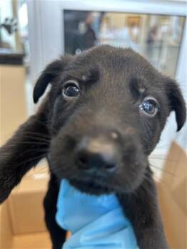 MOJO JOJO -  Labrador Retriever Dog for Adoption in San Antonio, Texas - MOJO JOJO | PetCurious