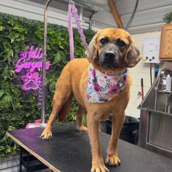 Violet -  Golden Retriever and Shepherd Dog for Adoption in Sudbury, Massachusetts - Violet | PetCurious
