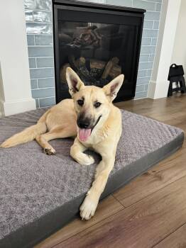Bubi -  Akita Dog for Adoption in San Rafael, California - Bubi | PetCurious