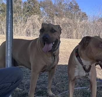 Labrador Retriever and German Shepherd Dog Dogs Available for Adoption in Ocala, Florida - GRIZZLY | PetCurious