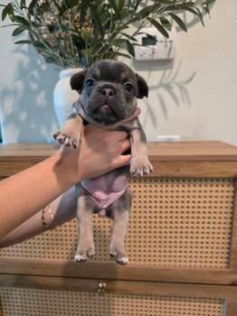 Daisy -  French Bulldog Dog for Adoption in Penryn, California - Daisy | PetCurious