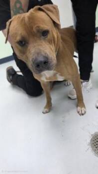 Logan -  Mixed Breed Dog for Adoption in Savannah, Georgia - Logan | PetCurious