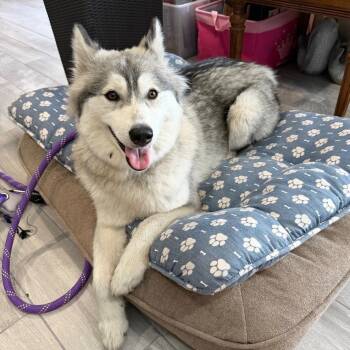 Nova -  Husky Dog for Adoption in Palm Harbor, Florida - Nova | PetCurious