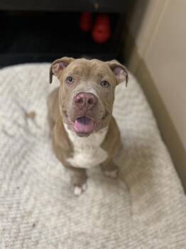 Rescue Basset Hound and Pit Bull Terrier Dogs for Adoption in Chula Vista, California - DUNKIN DONUTS | PetCurious