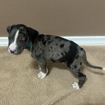 Pepper Jack (Blue collar) -  Catahoula Leopard Dog Dog for Adoption in Baton Rouge, Louisiana - Pepper Jack (Blue Collar) | PetCurious