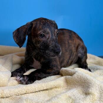 Carl -  Hound and Mixed Breed Dog for Adoption in San Antonio, Texas - Carl | PetCurious