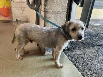 TIBERIOUS -  Schnauzer and Mixed Breed Dog for Adoption in San Bernardino, California - TIBERIOUS | PetCurious