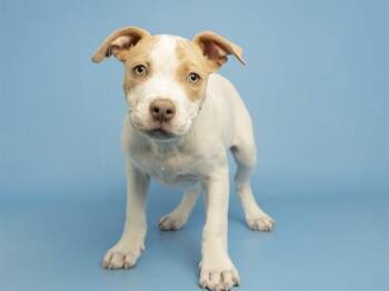 Pit Bull Terrier Dogs Available for Adoption in Phoenix, Arizona - YOSHI | PetCurious