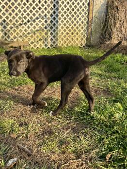 Mcnab Dogs Available for Adoption - James | PetCurious