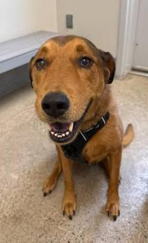 Dexter -  Mixed Breed Dog for Adoption in Morristown, New Jersey - Dexter | PetCurious