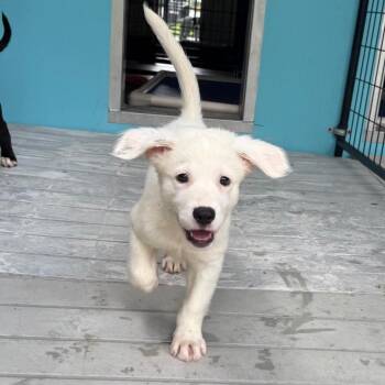 Siena -  Mixed Breed Dog for Adoption in Bradenton, Florida - Siena | PetCurious
