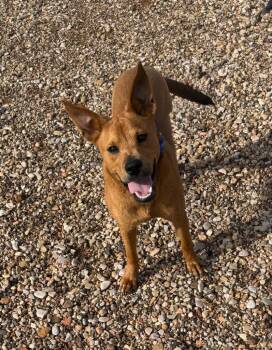 Rayna Sky -  Mixed Breed Dog for Adoption in Hot Springs, South Dakota - Rayna Sky | PetCurious