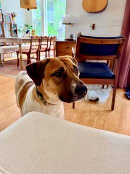 Mimi -  Shepherd and Retriever Dog for Adoption in Copiague, New York - Mimi | PetCurious