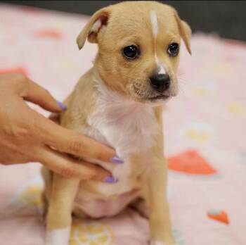 Felicity -  Terrier Dog for Adoption in Pasadena, California - Felicity | PetCurious