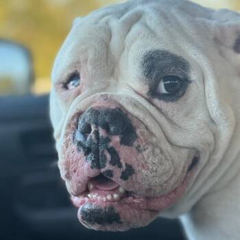 English Bulldog Dogs Available for Adoption - Lucci | PetCurious