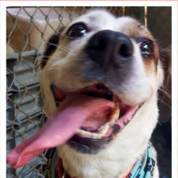 Layla (20260909-01) -  Beagle and Labrador Retriever Dog for Adoption in Niagara Falls, Ontario - Layla (20260909-01) | PetCurious