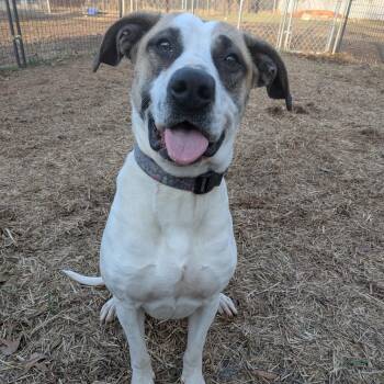 Mixed Breed Dogs Available for Adoption - Beatrice | PetCurious