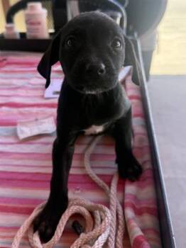 61262054 -  Pit Bull Terrier and Mixed Breed Dog for Adoption in El Paso, Texas - 61262054 | PetCurious