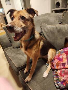 Nellie (CAT FRIENDLY) -  German Shepherd Dog Dog for Adoption in Greeneville, Tennessee - Nellie (CAT FRIENDLY) | PetCurious
