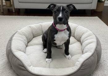 Rescue Mixed Breed Dogs for Adoption in Palm Springs, Florida - Bertha | PetCurious