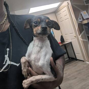 Smurf -  Chihuahua Dog for Adoption in Williston, Vermont - Smurf | PetCurious