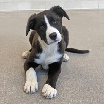 Bud -  Mixed Breed Dog for Adoption in Hailey, Idaho - Bud | PetCurious