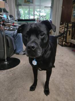 Handsome boy Apollo -  American Staffordshire Terrier and Black Labrador Retriever Dog for Adoption in Center Square, Pennsylvania - Handsome Boy Apollo | PetCurious