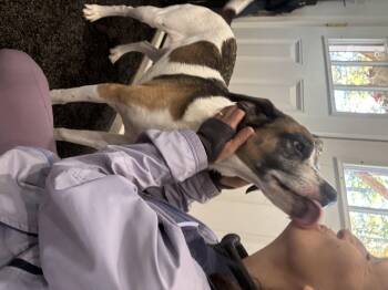 Rescue Boxer and Beagle Dogs for Adoption in West Grove, Pennsylvania - Leo (Male) | PetCurious