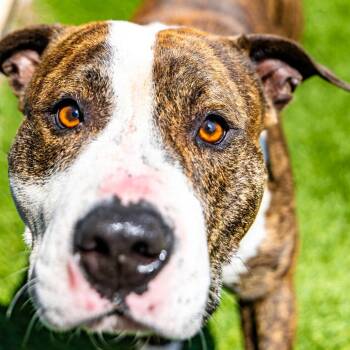 Rey -  Pit Bull Terrier Dog for Adoption in Naperville, Illinois - Rey | PetCurious