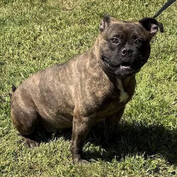 Gremlin -  American Bulldog Dog for Adoption in Waterloo, Iowa - Gremlin | PetCurious