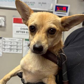 Gigi -  Chihuahua Dog for Adoption in Yuma, Arizona - Gigi | PetCurious