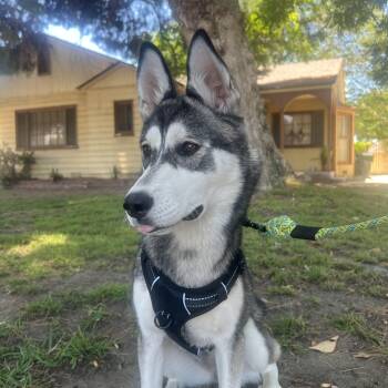 Rescue Husky Dogs for Adoption in Los Angeles, California - Kylie | PetCurious