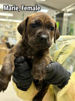 Marie (Bishopville Sisters) -  Pit Bull Terrier and Labrador Retriever Dog for Adoption in Carmel Hamlet, New York - Marie (Bishopville Sisters) | PetCurious