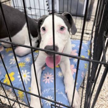 Benelli -  Mixed Breed Dog for Adoption in Auburn, Alabama - Benelli | PetCurious