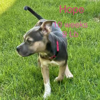 Hope -  American Bully Dog for Adoption in Glocester, Rhode Island - Hope | PetCurious