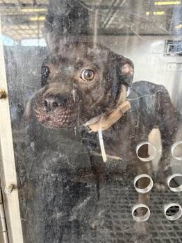 SANDRA -  Mixed Breed Dog for Adoption in Dallas, Texas - SANDRA | PetCurious