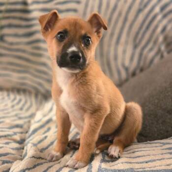 Possum -  Shepherd Dog for Adoption in Chattanooga, Tennessee - Possum | PetCurious