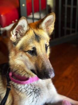 German Shepherd Dog Dogs Available for Adoption in Vancouver, Washington - Bee Litter: Honey | PetCurious