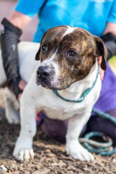 Stork -  Mixed Breed Dog for Adoption in Chamblee, Georgia - Stork | PetCurious