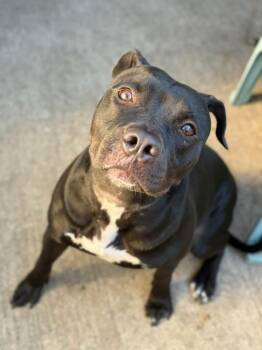 Labrador Retriever and Mastiff Dogs Available for Adoption in Chicago, Illinois - Pink Panther | PetCurious