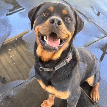 Rhino -  Rottweiler Dog for Adoption in Perris, California - Rhino | PetCurious