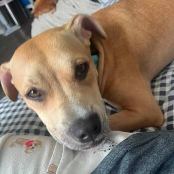 Dory -  American Staffordshire Terrier Dog for Adoption in Houston, Texas - Dory | PetCurious
