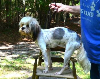 Willow -  Shih Tzu Dog for Adoption in Willingboro, New Jersey - Willow | PetCurious