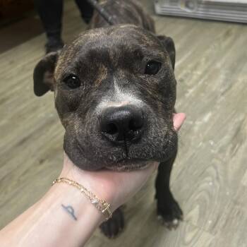 Mixed Breed Dogs Available for Adoption in Summerville, South Carolina - Veda | PetCurious