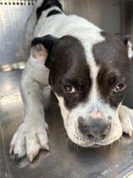 Rescue American Bulldog and Mixed Breed Dogs for Adoption in Fort Worth, Texas - 59818032 | PetCurious