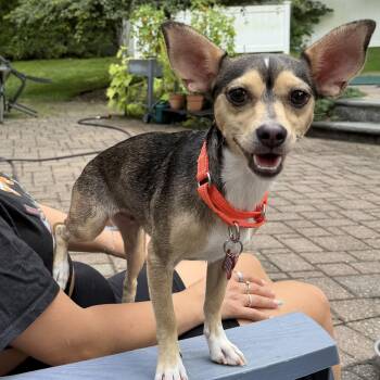 Lucy -  Chihuahua Dog for Adoption - Lucy | PetCurious
