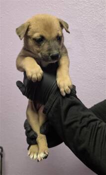 61621438 -  Shepherd and Mixed Breed Dog for Adoption in El Paso, Texas - 61621438 | PetCurious