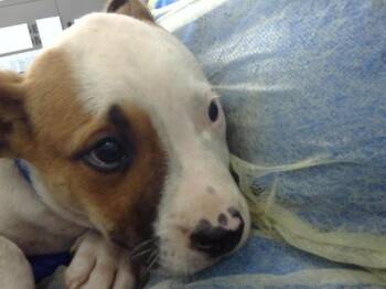 Mixed Breed Dogs Available for Adoption - MARLEY | PetCurious