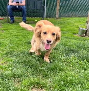 Dachshund Dogs Available for Adoption - Dustie | PetCurious